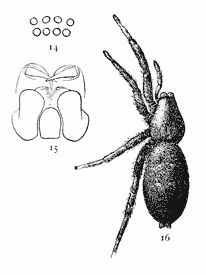 Figs. 14, 15, 16.
Prosthesima atra.—16,
female enlarged
four times.
14, eyes seen from
in front. 15, maxillæ,
labium, and
ends of mandibles
from below.