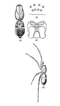 Figs. 25, 26, 27, 28. Micaria
longipes.—28, Male enlarged
four times. 25, eyes
seen from in front. 26,
maxillæ, labium, and ends
of mandibles from below.
27, Southern variety, Micaria
aurata. Colored
orange, with black and
white markings.