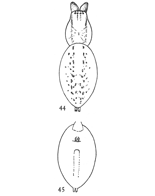 Figs. 44, 45. Anyphæna rubra.—44, female without the legs, enlarged four times.
45, under side of abdomen, showing position of air-tubes.