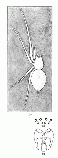 Figs. 67, 68, 69. Chiracanthium viride.—67,
female enlarged four times. 68, eyes
from in front. 69, maxillæ, labium,
and mandibles from below.