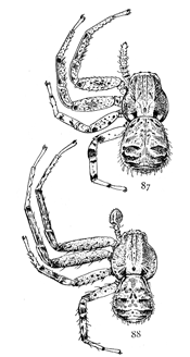 Figs. 87, 88. Xysticus stomachosus.—87,
female. 88, male. Both enlarged four times.