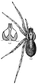 Figs. 191, 192.
Pardosa glacialis.—191, Female enlarged
four times. 192, epigynum.