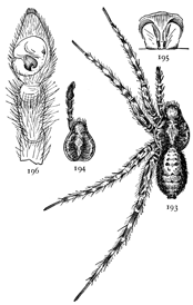 Figs. 193, 194, 195, 196.
Pardosa tachypoda.—193,
female enlarged
four times. 194, cephalothorax
and palpus
of male. 195, epigynum.
196, palpus
of male.