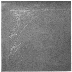 Fig. 255. Web of Theridium tepidariorum in a dark corner.
Half the real size.