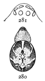 Figs. 280, 281. Steatoda
guttata.