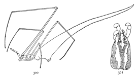 Figs. 300, 301. Argyrodes fictilium.—300, female enlarged eight times.
301, top of the cephalothorax.