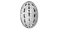 Fig. 335. Linyphia
trilineata.—Markings
of abdomen enlarged
eight times.