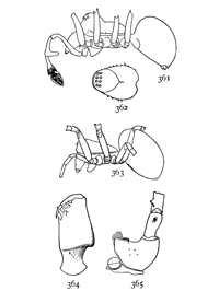 Figs. 361, 362, 363, 364, 365. Erigone
dentigera.—361, side of
male. 362, back of cephalothorax
of male enlarged sixteen
times. 363, female. 364, mandible
of male. 365, maxilla of
male.