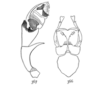 Figs. 366, 367. Erigone autumnalis.—366,
under side of cephalothorax
of male. 367, palpus of
male.