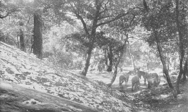 Saddle Horses at Alpine Tavern, Ready for the Trip to
the Summit of Mount Lowe.