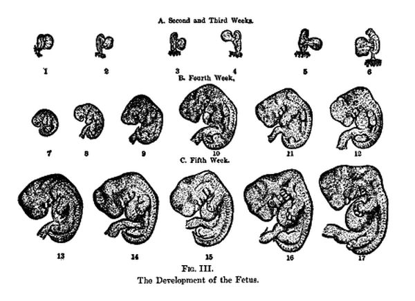 Baby Development