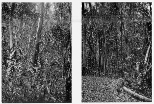 Fig. 56—The type of forest in the moister tracts of the
valley floor at Sahuayaco. In the center of the photograph is a tree
known as the “sandy matico” used in making canoes for river navigation.