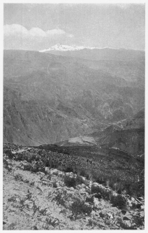 Fig. 131—Terraced valley slopes at Huaynacotas,
Cotahuasi Valley, at 11,500 feet (3,500 m.). Solimana is in the
background. On the floor of the Cotahuasi Canyon fruit trees grow. At
Huaynacotas corn and potatoes are the chief products. The section is
composed almost entirely of lava. There are over a hundred major flows
aggregating 5,000 to 7,000 feet thick.