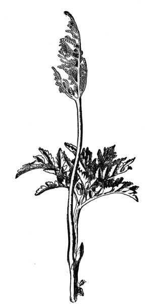 PLATE VIII
TERNATE GRAPE FERN