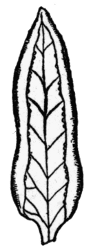 Portion of fertile frond