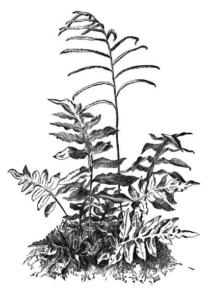 PLATE XII
NET-VEINED CHAIN FERN