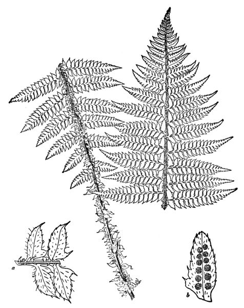 PLATE XXXIV
BRAUNS HOLLY FERN