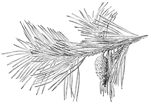 Fig. 238.  Scotch pine. Half natural size.