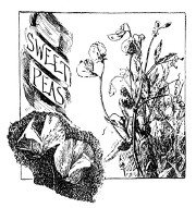 Fig. 357. Sweet peas.