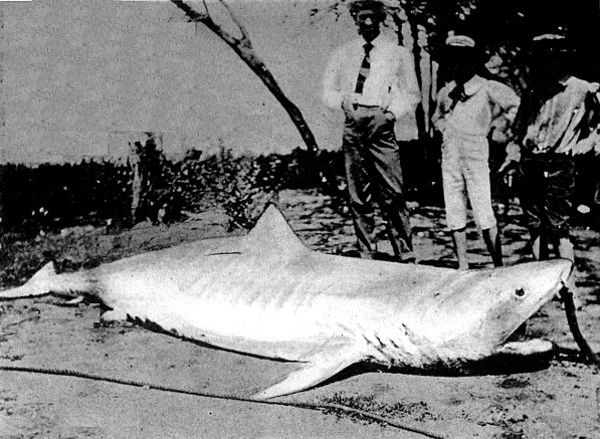 Shark on the beach at Mbau