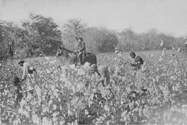 A Cotton Field in Mississippi