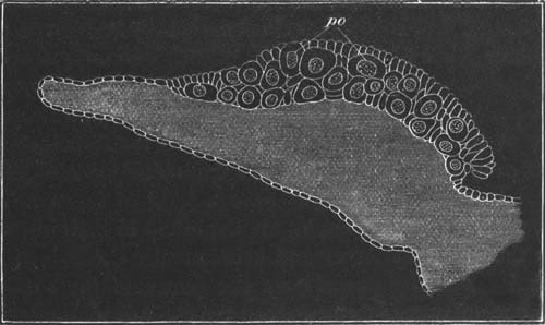 Section of ovary of Scyllium canicula