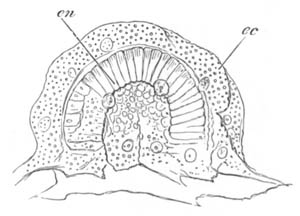 Fixed Gastrula stage of Sycandra raphanus