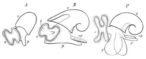 Larv of Cephalophorous Mollusca