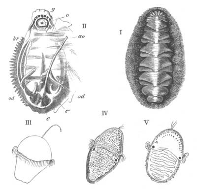 Chiton embryos