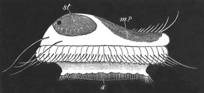 Free-swimming larva of Alcyonidium mytili