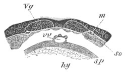 Embryo of Lumbricus trapezoides