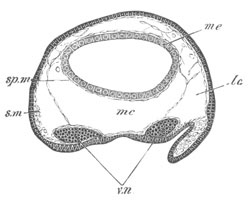 Section of an embryo of Peripatus