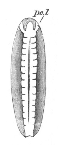 Embryo of Hydrophilus piceus