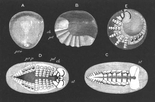 Four stages in the development of Agelena labyrinthica