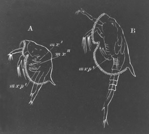 Larv of Euphausia