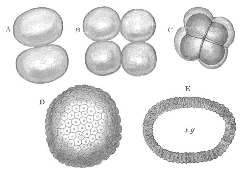 Illustration: Figure 1