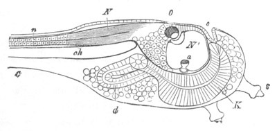 Illustration: Figure 9