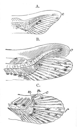 Illustration: Figure 36