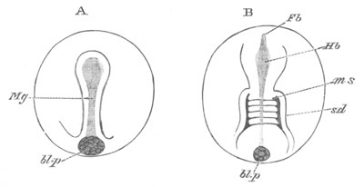 Illustration: Figure 50