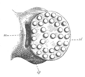 Illustration: Figure 66