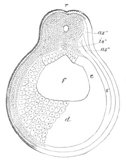 Illustration: Figure 74