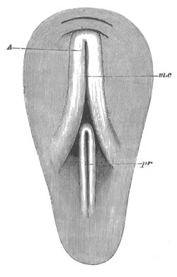 Illustration: Figure 102