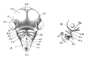 Illustration: Figure 113