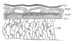 Illustration: Figure 186