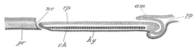 Illustration: Figure 188