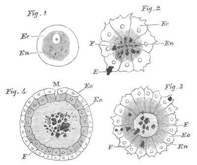 Illustration: Figure 205