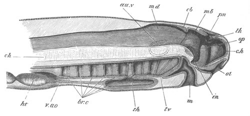 Illustration: Figure 253