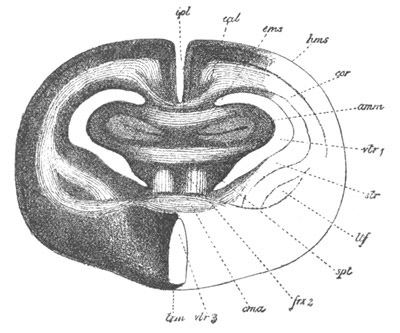 Illustration: Figure 259