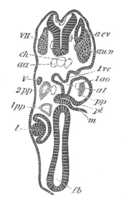 Illustration: Figure 272