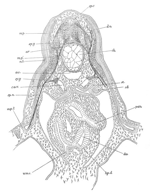 Illustration: Figure 275